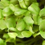 Sunflower Microgreens Seeds – 5 Lb – Bulk Sun Flower Micro Greens