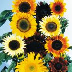 Sunflower Flower Garden Seeds -All Sorts Mix -4 Oz -Annual Wildflower