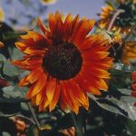 Sunflower Flower Garden Seeds – Autumn Beauty -1 Lb -Annual Wildflower