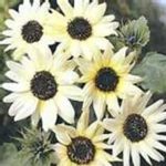 Sunflower Flower Garden Seeds -Italian White -1 Oz -Annual Wildflower