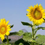 Sunflower Garden Seeds – Mammoth Grey Stripe – 1 Lb- Annual Sun Flower