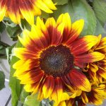 Sunflower Flower Garden Seeds -Pro Cut Series F1 -Bi-Color -500 Seeds