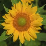 Sunflower Flower Garden Seeds – Pro Cut Series F1 – Gold – 500 Seeds
