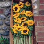 Sunflower Flower Garden Seeds – Pro Cut Series F1 – Orange – 500 Seeds