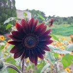 Sunflower Flower Garden Seeds – Pro Cut Series F1 – Red – Wildflower