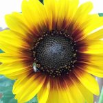 Sunflower Flower Garden Seeds – Ring of Fire -Annual Wildflower