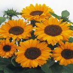 Sunflower Flower Garden Seeds – Soraya -500 Seeds – Annual Wildflower