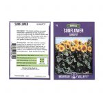 Sunflower Flower Garden Seeds -Sunspot -4 g Packet -Annual Wildflower
