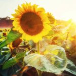 Sunflower Flower Garden Seeds – Sunspot – 4 Oz – Annual Wildflower