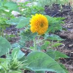 Sunflower Flower Garden Seeds-Teddy Bear -4 Oz- Wildflower Gardening