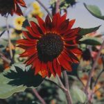 Sunflower Flower Garden Seeds – Velvet Queen – 1 Lb – Annual Wildflowe