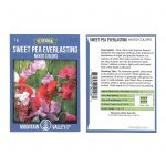 Sweet Pea Flower Garden Seeds – Everlasting – 1 g – Perennial Vine