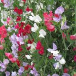 Sweet Pea Flower Garden Seeds -Everlasting -1 Oz -Perennial Gardening