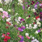 Sweet Pea Flower Garden Seeds – Knee Hi Mix – 4 Oz Bulk – Annual