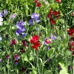 Sweet Pea Flower Garden Seeds – Royal Family Mix – 4 Oz – Gardening