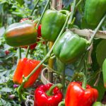 Big Bertha Hybrid Sweet Pepper Garden Seeds – 1000 Seeds – Vegetable