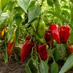 Carmen Hybrid Sweet Pepper Garden Seeds -1 Oz -Non-GMO, Italian Sweet