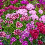 Sweet William Flower Garden Seeds – Double Mixture – 1 lb – Gardening