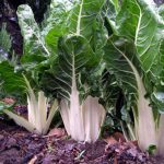 Swiss Chard Garden Seeds – Lucullus – 5 Lbs Bulk – Non-GMO, Heirloom
