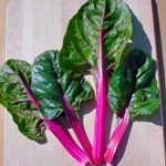 Swiss Chard Garden Seeds – Magenta Sunset – 1 Lb – Heirloom Vegetable