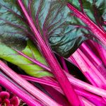 Swiss Chard Garden Seeds – Pink- 4 Oz – Non-GMO, HeirloomMicrogreens