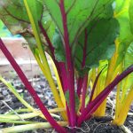 Swiss Chard Garden Seeds – Rainbow- 4 Oz – Non-GMO, Heirloom, Organic