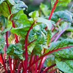 Rhubarb Swiss Chard Garden Seeds- Rhubarb- 4 Oz -Vegetable Gardening