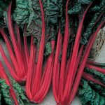 Swiss Chard Garden Seeds – Ruby Red – 1 Oz – Non-GMO, Heirloom,