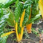 Swiss Chard Garden Seeds – Yellow – 4 Oz – Non-GMO Vegetable Gardening