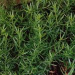 Russian Tarragon Herb Garden Seeds- 0.25 Oz – Non-GMO, Heirloom Herbal
