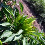 Thai Hot Pepper Garden Seeds – 1 Oz – Non-GMO, Heirloom Vegetable
