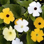 Thunbergia Flower Garden Seeds -Alata Mix -1000 Seed-Annual Gardening