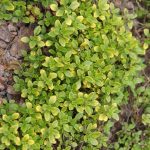 Thyme Herb Garden Seeds – Common – 1 Oz – Heirloom Herbal Microgreens