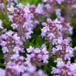 Creeping Thyme Flower Seeds – 1 Lb Bulk – Perennial Flower Gardening