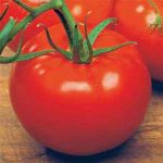 Tomato Garden Seeds – Ace 55 VF – 1 Oz – Heirloom Vegetable Gardening