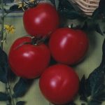Tomato Garden Seeds – Arkansas Traveler – 1 Oz – Vegetable Gardening