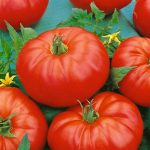 Tomato Garden Seeds – Beefmaster Hybrid – 100 Seeds – Vegetable