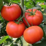 Tomato Garden Seeds – Big Beef Hybrid -1000 Seeds – Non-GMO, Vegetable