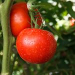 Tomato Garden Seeds – Burpee Big Boy Hybrid – 100 Seeds – Non-GMO
