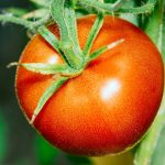 Tomato Garden Seeds – Bonny Best- .25 Oz – Non-GMO, Heirloom Vegetable