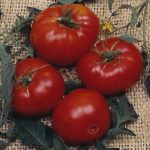 Tomato Garden Seeds – Brandywine Red – 0.25 Oz – Non-GMO, Heirloom
