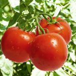 Tomato Garden Seeds – Celebrity Hybrid – 1000 Seed- Non-GMO, Vegetable