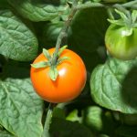 Tomato Garden Seeds – Chadwick Cherry – 1 Oz – Non-GMO, Heirloom