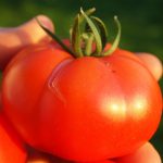 Tomato Garden Seeds – Champion Hybrid – 5000 Seed- Non-GMO, Vegetable