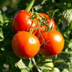 Tomato Garden Seeds – Bush Champion II Hybrid – 1000 Seeds – Non-GMO