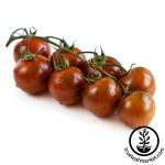 Tomato Garden Seeds – Chocolate Cherry – 250 mg Packet – Non-GMO
