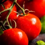 Tomato Garden Seeds – Bush Early Girl Hybrid – 100 Seeds – Non-GMO