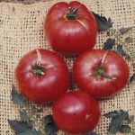 Tomato Garden Seeds – German Johnson – 0.25 Oz – Non-GMO, Heirloom