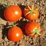 Tomato Garden Seeds – Glacier- 500 Seeds- Non-GMO, Heirloom, Vegetable