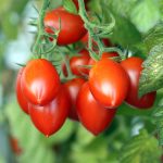 Tomato Garden Seeds – Grapette Hybrid – 100 Seeds – Non-GMO, Vegetable